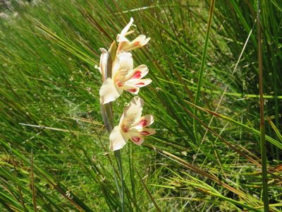 Gladiolus angustus, photographed by linkie