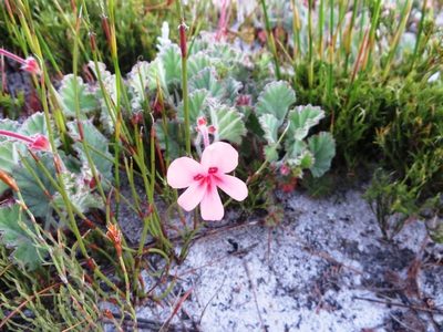 Pelargonium alpinum, photographed by linkie