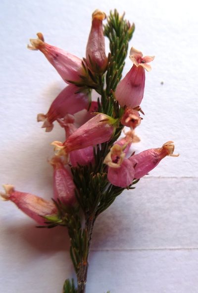 Erica daphniflora, photographed by linkie