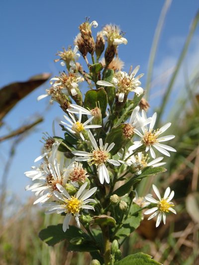 Aster ovalifolius, photographed by 葉子