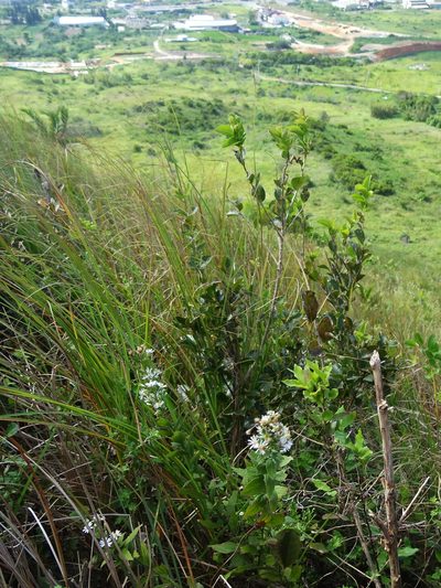 Aster ovalifolius, photographed by 葉子