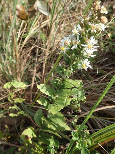 Aster ovalifolius, photographed by 葉子