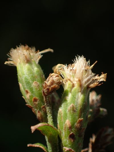 Aster ovalifolius, photographed by 葉子