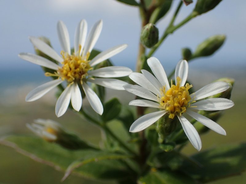 Aster ovalifolius, photographed by 葉子