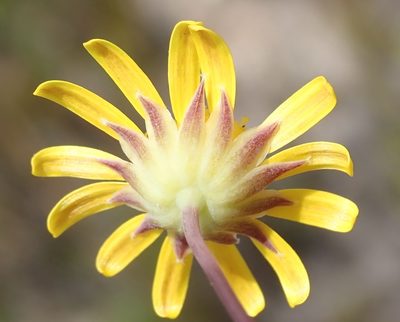 Euryops bolusii, photographed by Nicola van Berkel