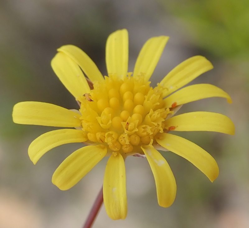 Euryops bolusii, photographed by Nicola van Berkel