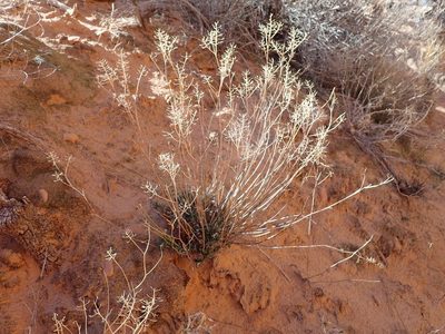 Lepidium montanum, photographed by John Brew