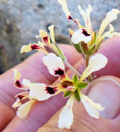 Pelargonium trifoliolatum, photographed by linkie