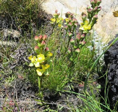 Ceratandra bicolor, photographed by linkie