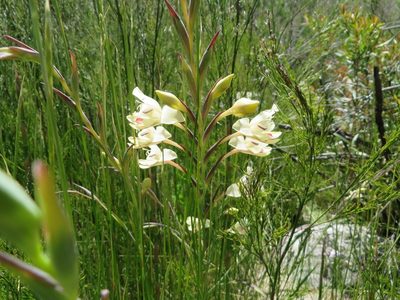Gladiolus angustus, photographed by linkie