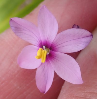 Ixia confusa, photographed by Nicola van Berkel