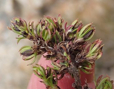 Cliffortia arcuata, photographed by Nicola van Berkel