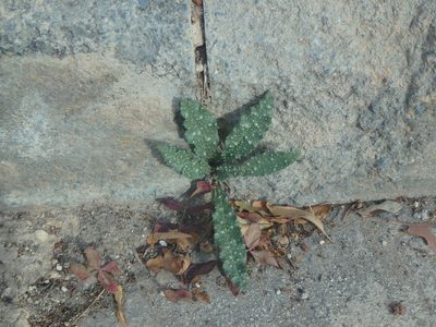 Anchusa aegyptiaca, photographed by Daniel Cahen
