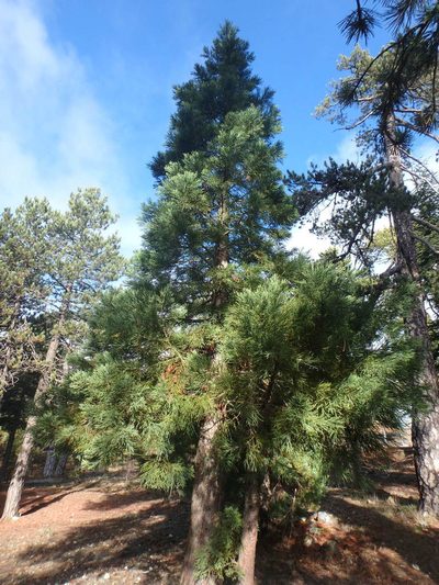 Juniperus foetidissima, photographed by Daniel Cahen