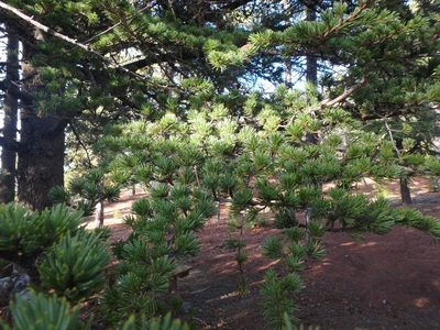 Cedrus brevifolia, photographed by Daniel Cahen