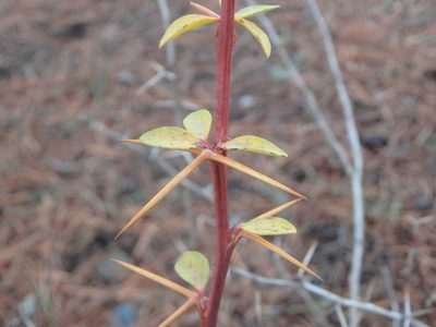 Berberis cretica, photographed by Daniel Cahen
