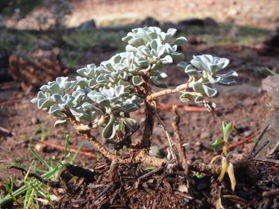 Odontarrhena troodi, photographed by Daniel Cahen