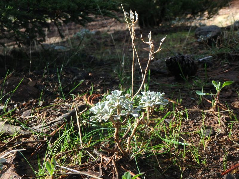 Odontarrhena troodi, photographed by Daniel Cahen