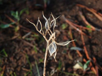 Odontarrhena troodi, photographed by Daniel Cahen