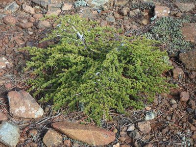 Cedrus brevifolia, photographed by Daniel Cahen