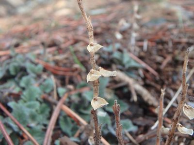 Scutellaria cypria, photographed by Daniel Cahen