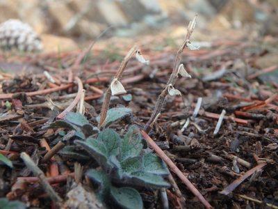 Scutellaria cypria, photographed by Daniel Cahen