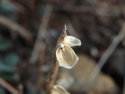 Scutellaria cypria, photographed by Daniel Cahen
