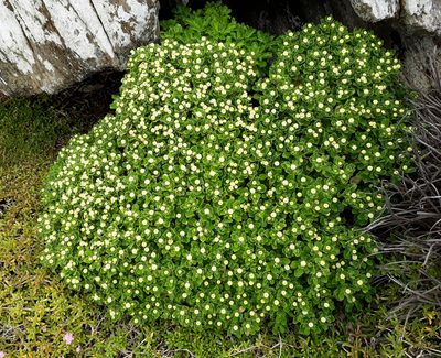 Leptinella featherstonii, photographed by Peter de Lange