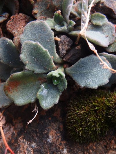 Arabis purpurea, photographed by Daniel Cahen
