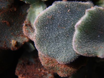 Arabis purpurea, photographed by Daniel Cahen