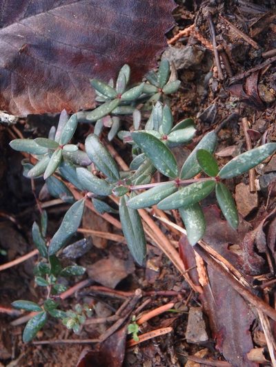 Rubia tenuifolia, photographed by Daniel Cahen