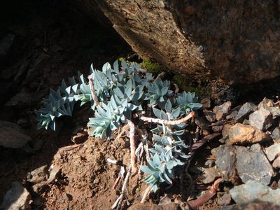 Euphorbia veneris, photographed by Daniel Cahen