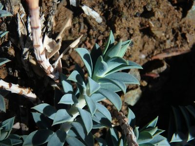 Euphorbia veneris, photographed by Daniel Cahen