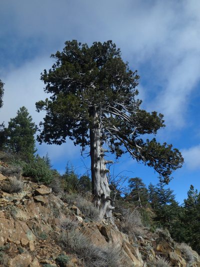 Juniperus foetidissima, photographed by Daniel Cahen
