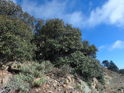 Quercus alnifolia, photographed by Daniel Cahen