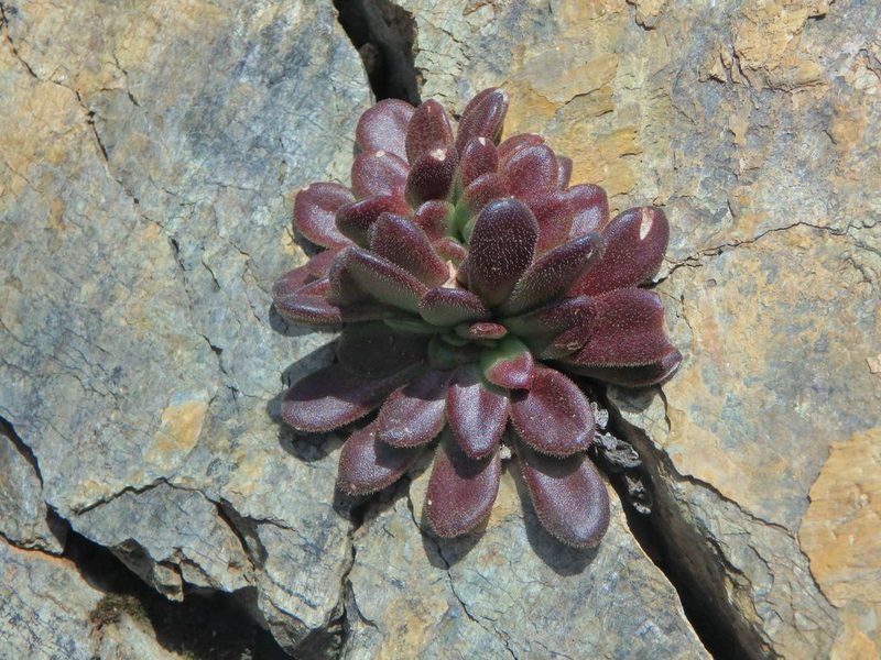 Sedum microstachyum, photographed by Daniel Cahen