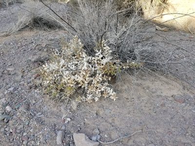 Ambrosia ilicifolia, photographed by Bob Miller