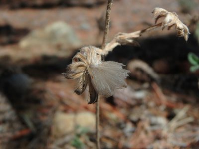 Pterocephalus multiflorus, photographed by Daniel Cahen