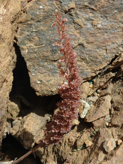 Sedum microstachyum, photographed by Daniel Cahen