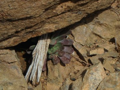 Sedum microstachyum, photographed by Daniel Cahen