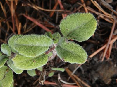 Salvia willeana, photographed by Daniel Cahen