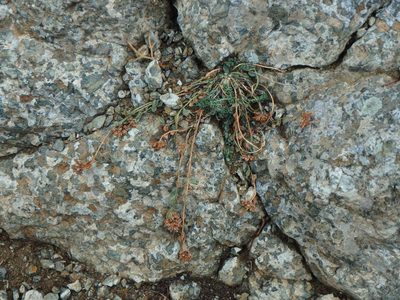 Telephium imperati, photographed by Daniel Cahen