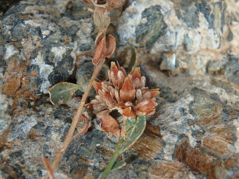 Telephium imperati, photographed by Daniel Cahen