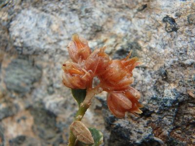 Telephium imperati, photographed by Daniel Cahen