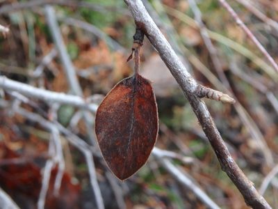 Cotoneaster nummularius, photographed by Daniel Cahen