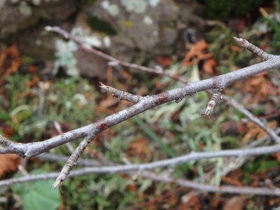 Cotoneaster nummularius, photographed by Daniel Cahen