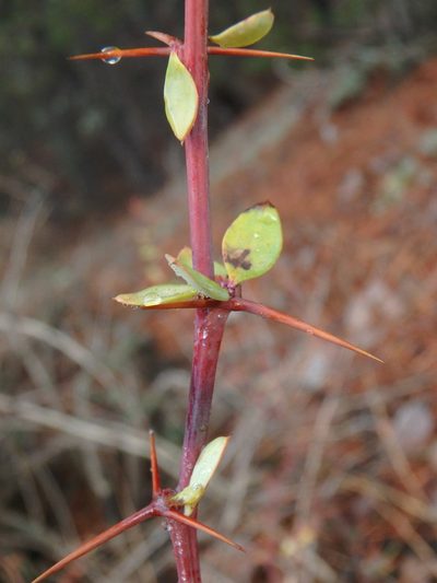 Berberis cretica, photographed by Daniel Cahen