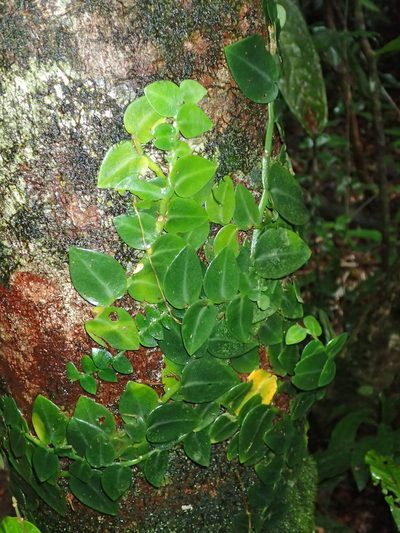 Rhaphidophora hayi, photographed by Julien Renoult