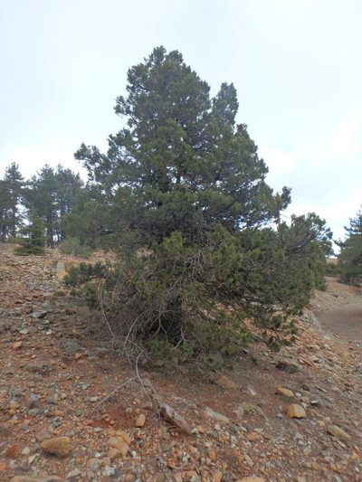 Juniperus foetidissima, photographed by Daniel Cahen