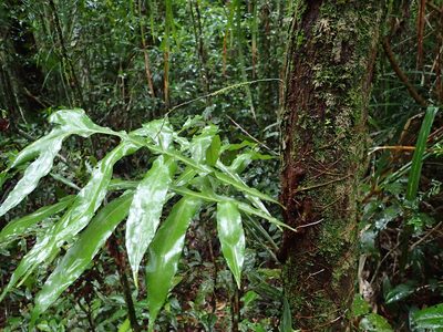 Dendroconche ampla, photographed by Julien Renoult